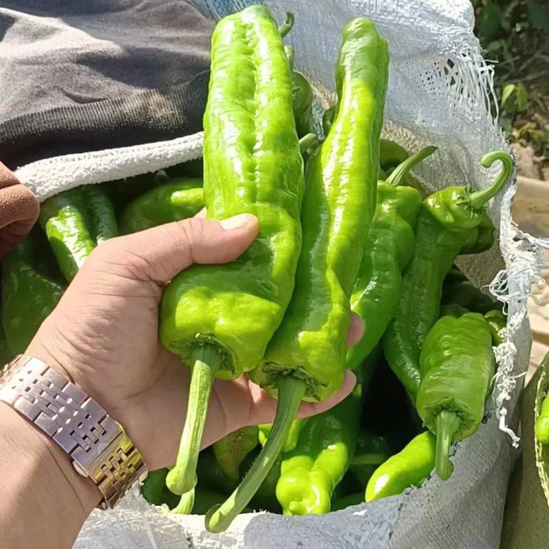 鲜辣椒商丘夏邑薄皮椒产地直供对接全国市场等量大优惠