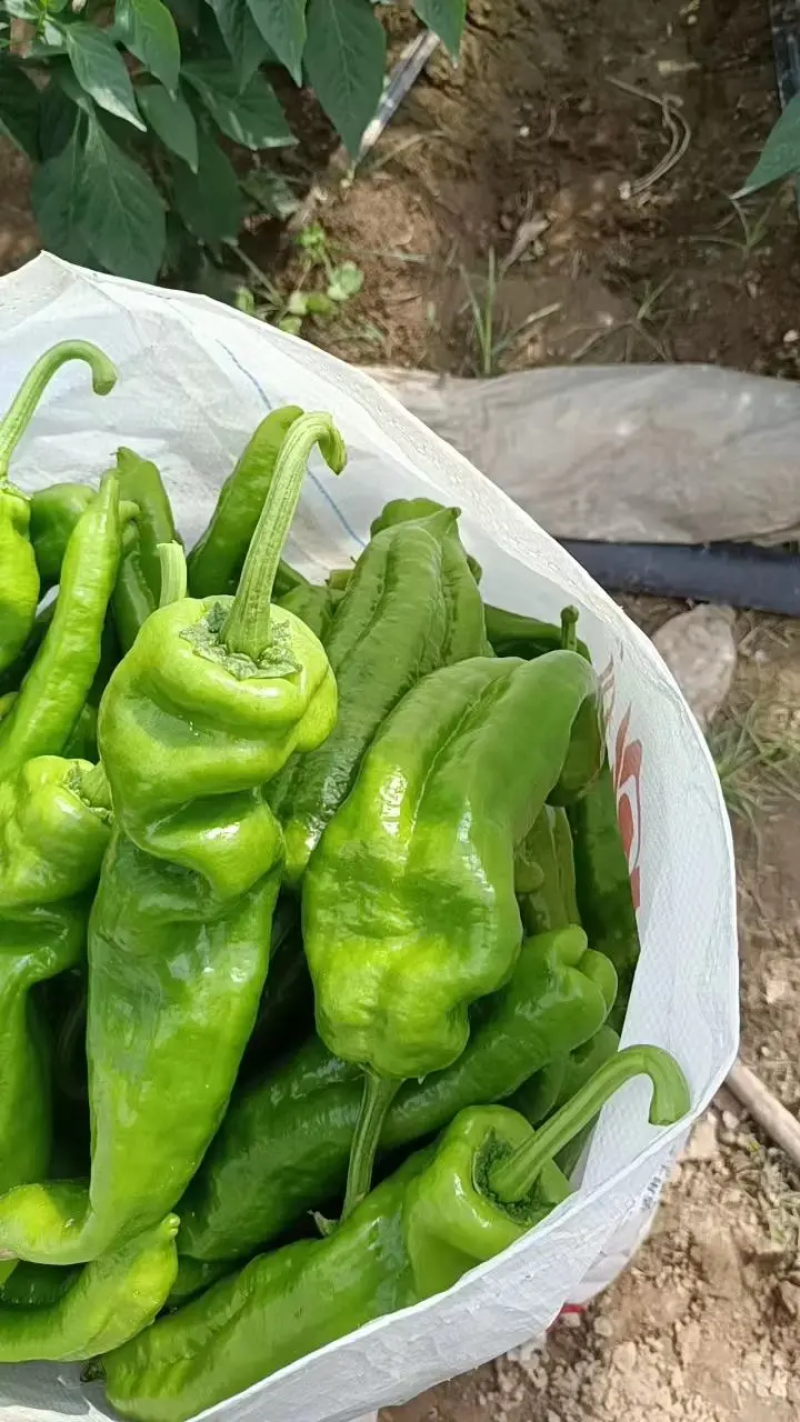 鲜辣椒商丘夏邑薄皮椒产地直供对接全国市场等量大优惠