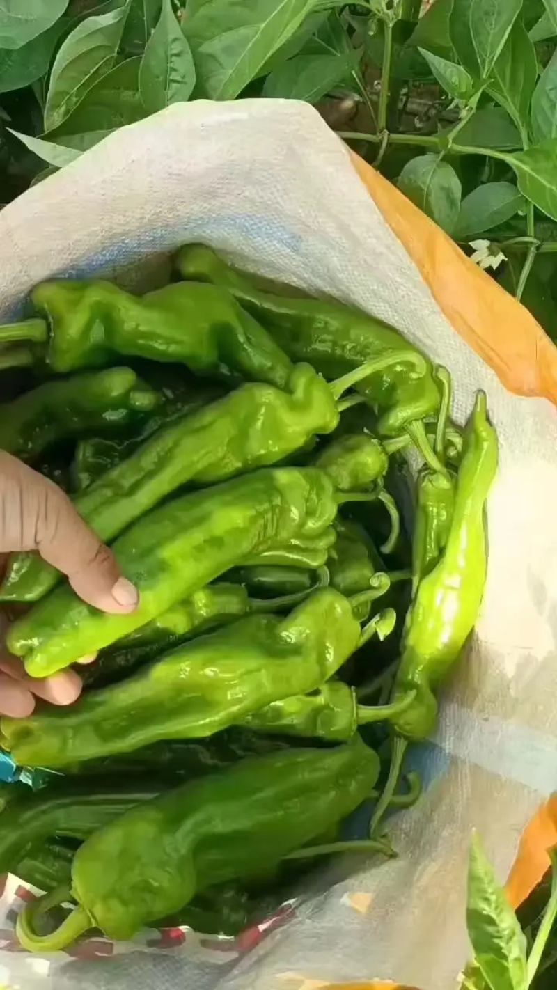 鲜辣椒商丘夏邑薄皮椒产地直供对接全国市场等量大优惠