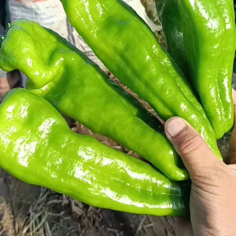 鲜辣椒商丘夏邑薄皮椒产地直供对接全国市场等量大优惠