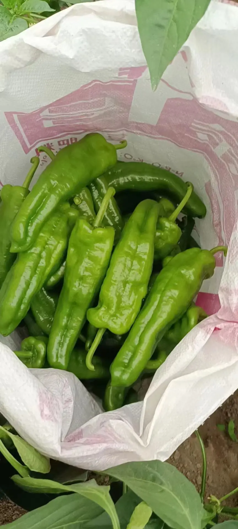 鲜辣椒商丘夏邑薄皮椒产地直供对接全国市场等量大优惠