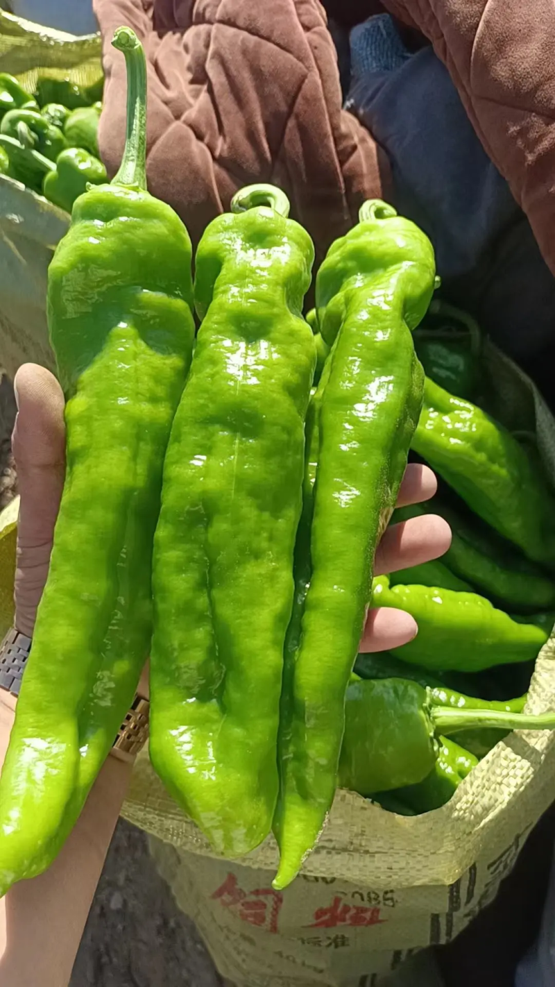 鲜辣椒商丘夏邑薄皮椒产地直供对接全国市场等量大优惠