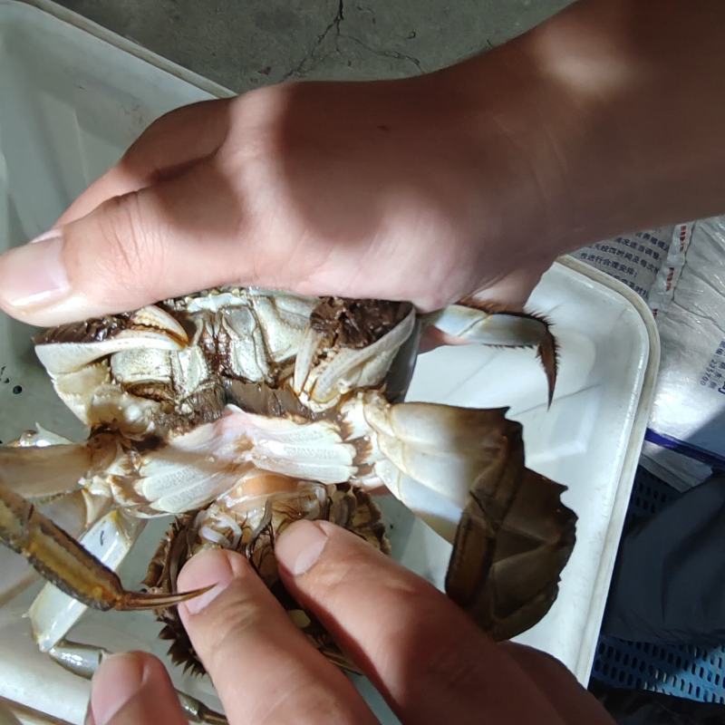 江苏大闸蟹肉质饱满青壳白肚一手货源产地直发鲜活兴化河蟹