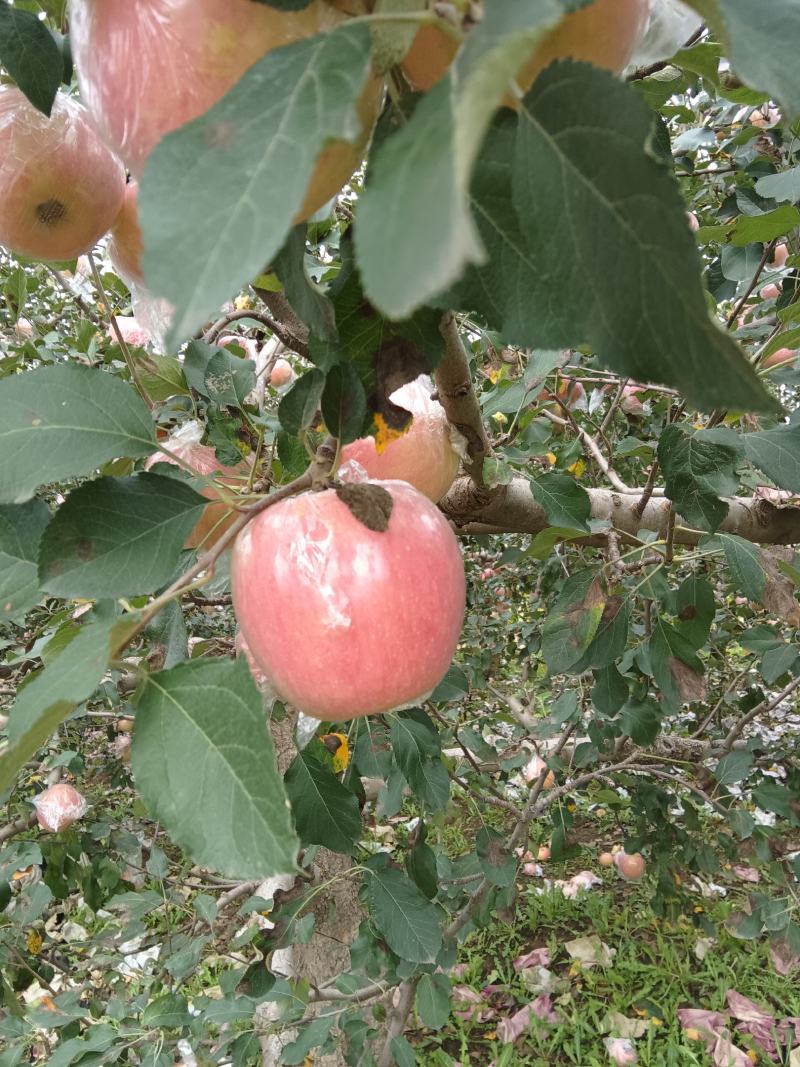 山西苹果红富士苹果纸袋膜袋量大从优质量保证欢迎