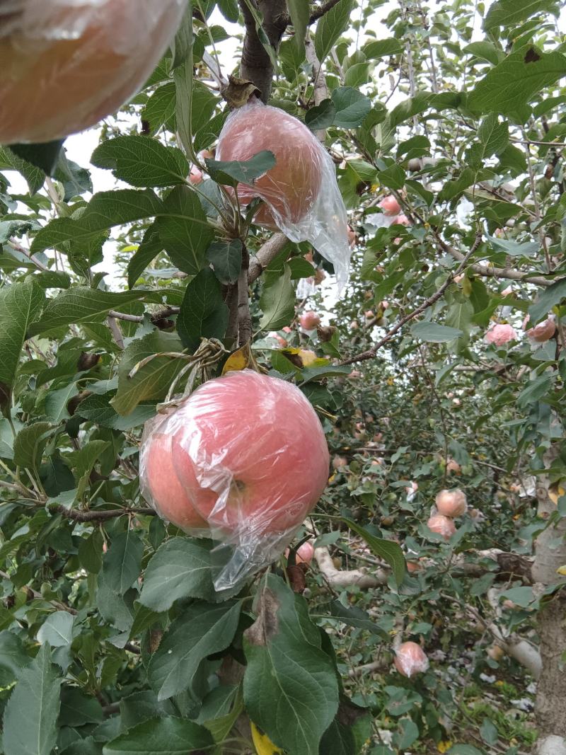 万荣红富士苹果，大量上市。，质量保证，可供超市，市场，