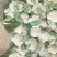 菜花，青梗小米松花菜直供产地，对接电商平台，销售各大市场