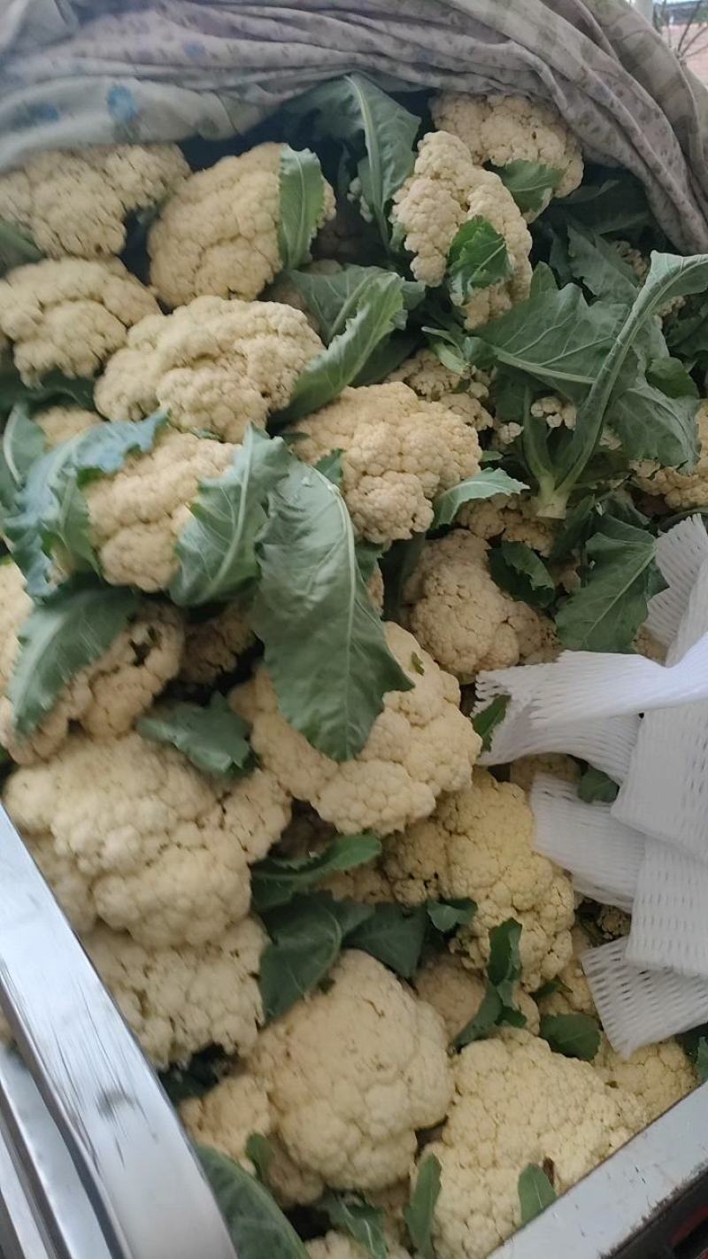 菜花，青梗小米松花菜直供产地，对接电商平台，销售各大市场