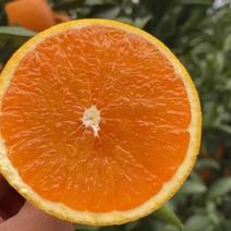 爱媛橙广西橙子果冻橙正宗味道电商市场商超外贸品质