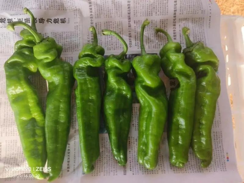 河南鲜辣椒苏椒夏邑辣椒大量上市规格齐全价格便宜