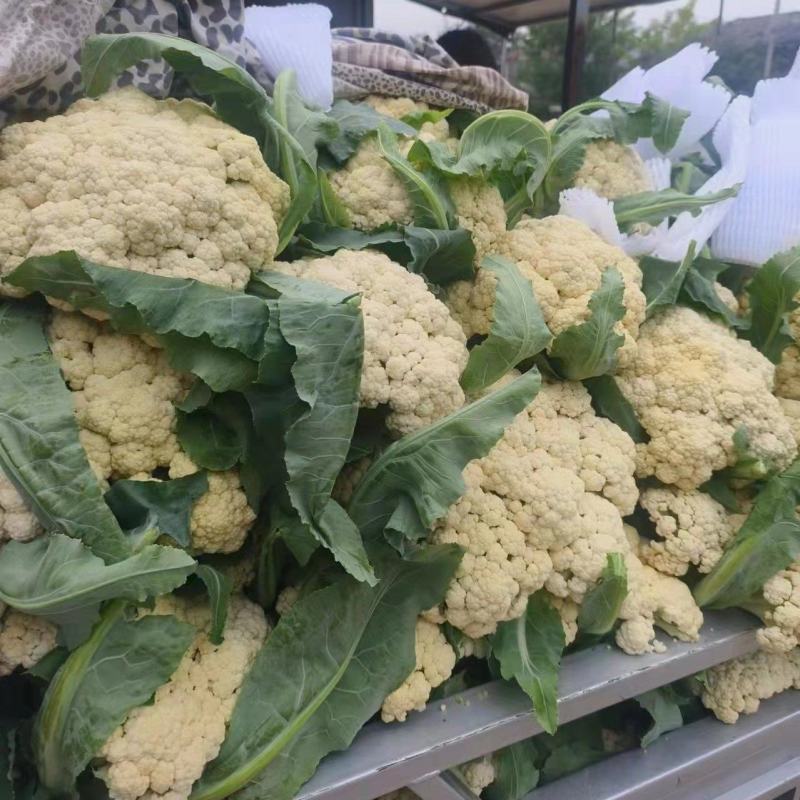 安徽有机花菜大量供应保质保量可视频看货欢迎来电咨询订购