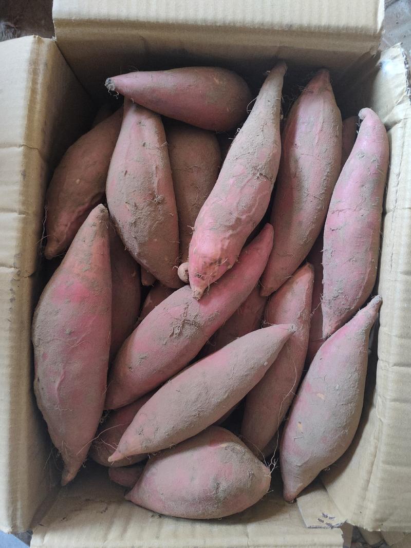 河北烟薯25蜜薯烤薯专用产地直发优选红薯软糯地瓜沙地红皮