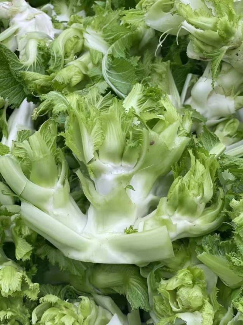 安徽宿州精品儿菜，多子菜，娃娃菜，专业代发直供产地