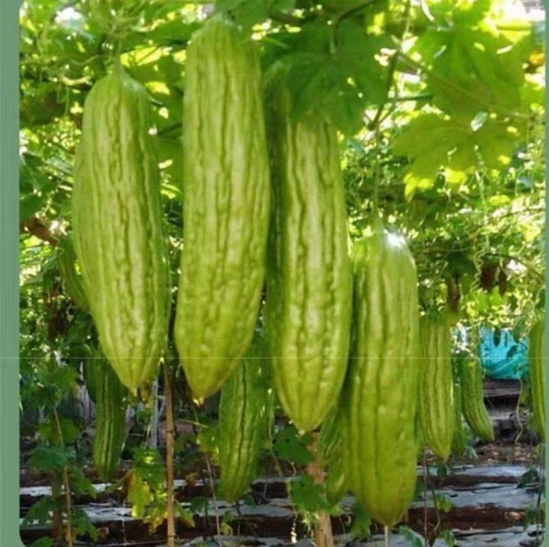 干苦瓜，苦瓜干干货，大量批发零售