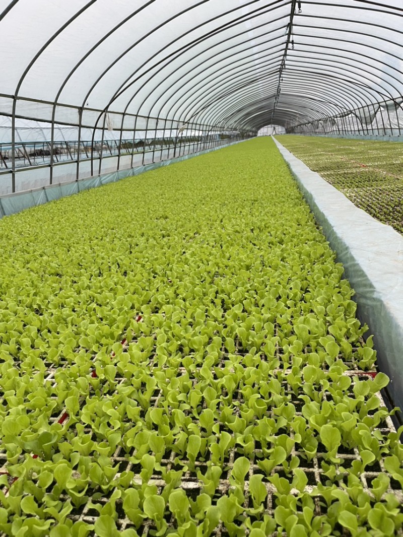 意大利生菜苗全年耐抽苔