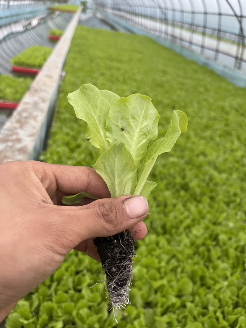 意大利生菜苗全年耐抽苔