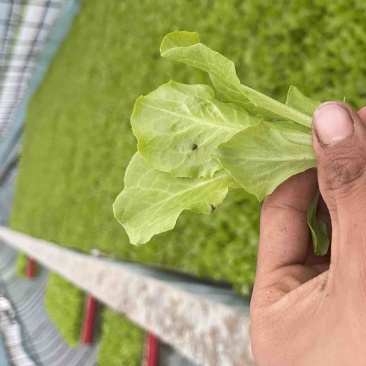 意大利生菜苗耐抽苔抗病