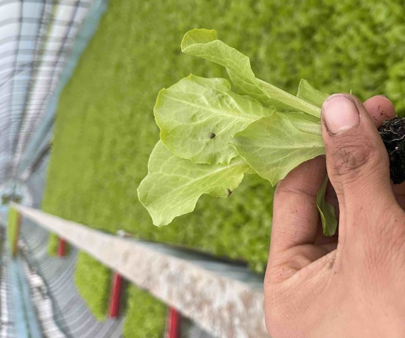 意大利生菜苗耐抽苔抗病