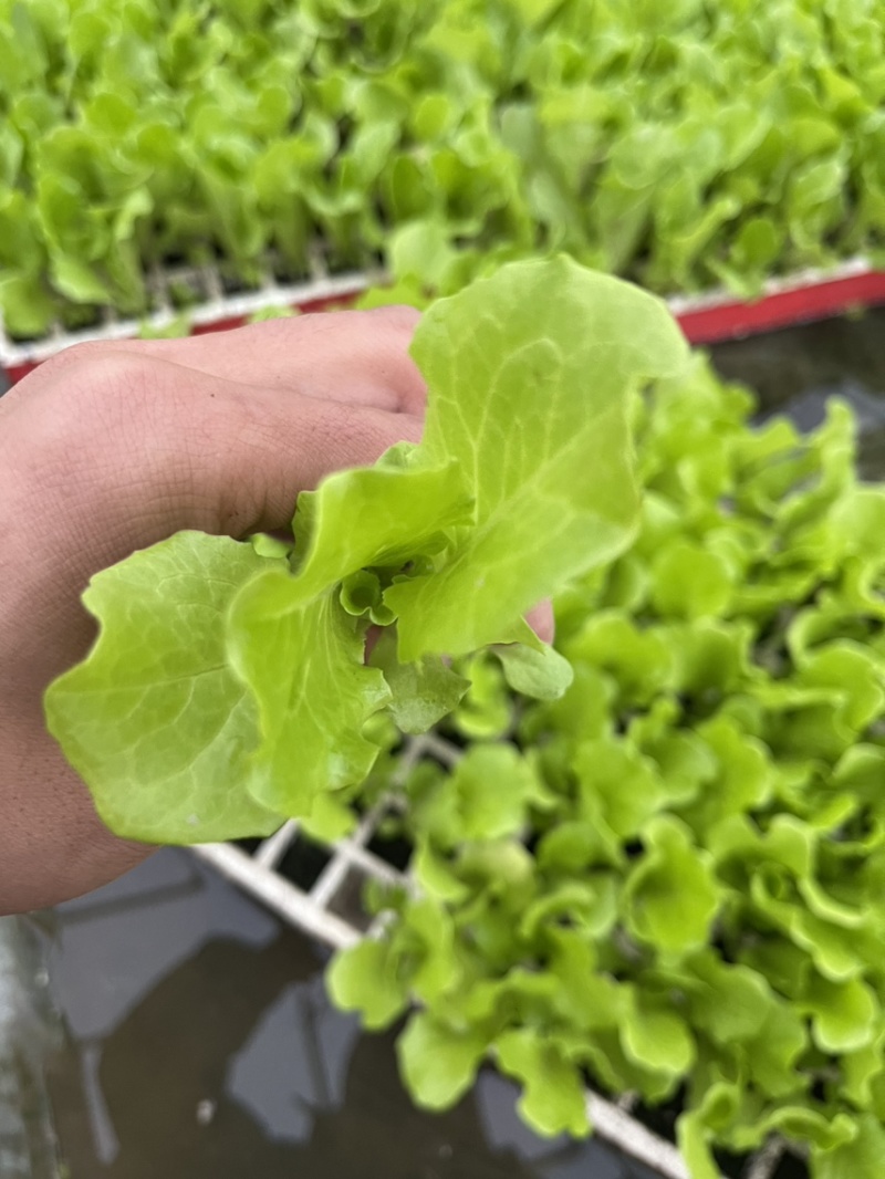 意大利生菜苗耐抽苔抗病
