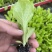 意大利生菜苗耐抽苔抗病
