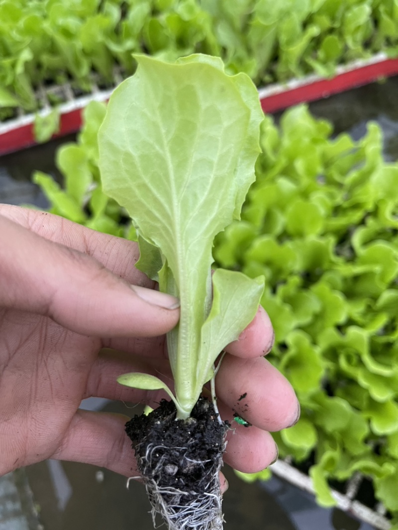 意大利生菜苗耐抽苔抗病
