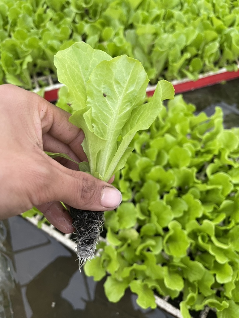 意大利生菜苗耐抽苔抗病