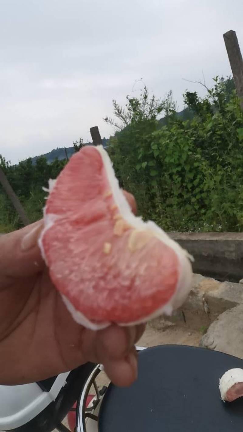 自家果园