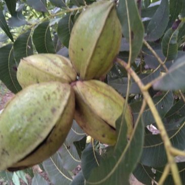 碧根果坚果干果，奶油味，批发零售，诚招全国理