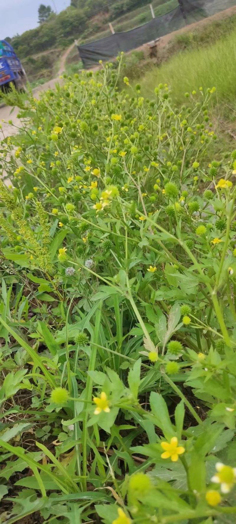 云南无公害药材苗爪草