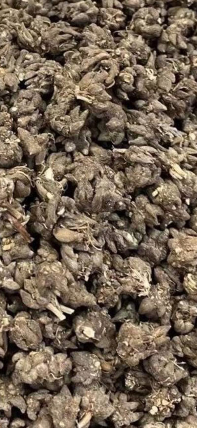 云南无公害药材苗爪草