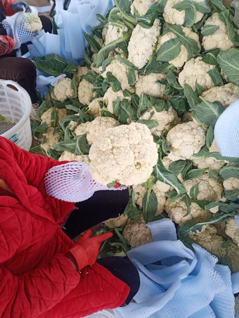 湖北天门青梗白面松花菜上市中个头大颜色白无黑点杂质有网袋
