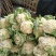 湖北天门青梗白面松花菜上市中个头大颜色白无黑点杂质有网袋