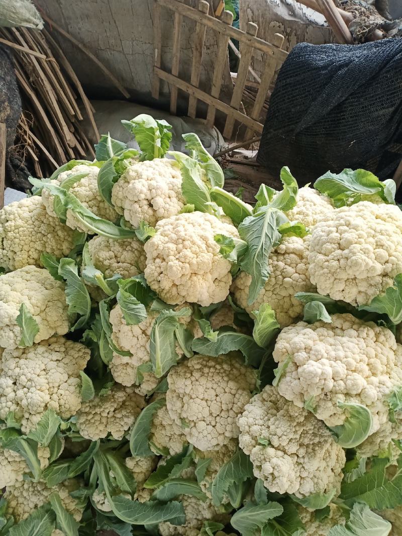 湖北天门青梗白面松花菜上市中个头大颜色白无黑点杂质有网袋