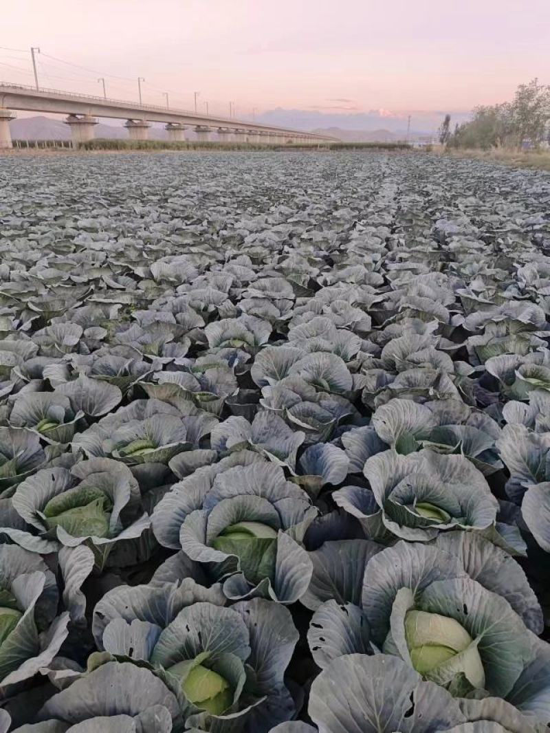 包包菜