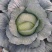 包包菜