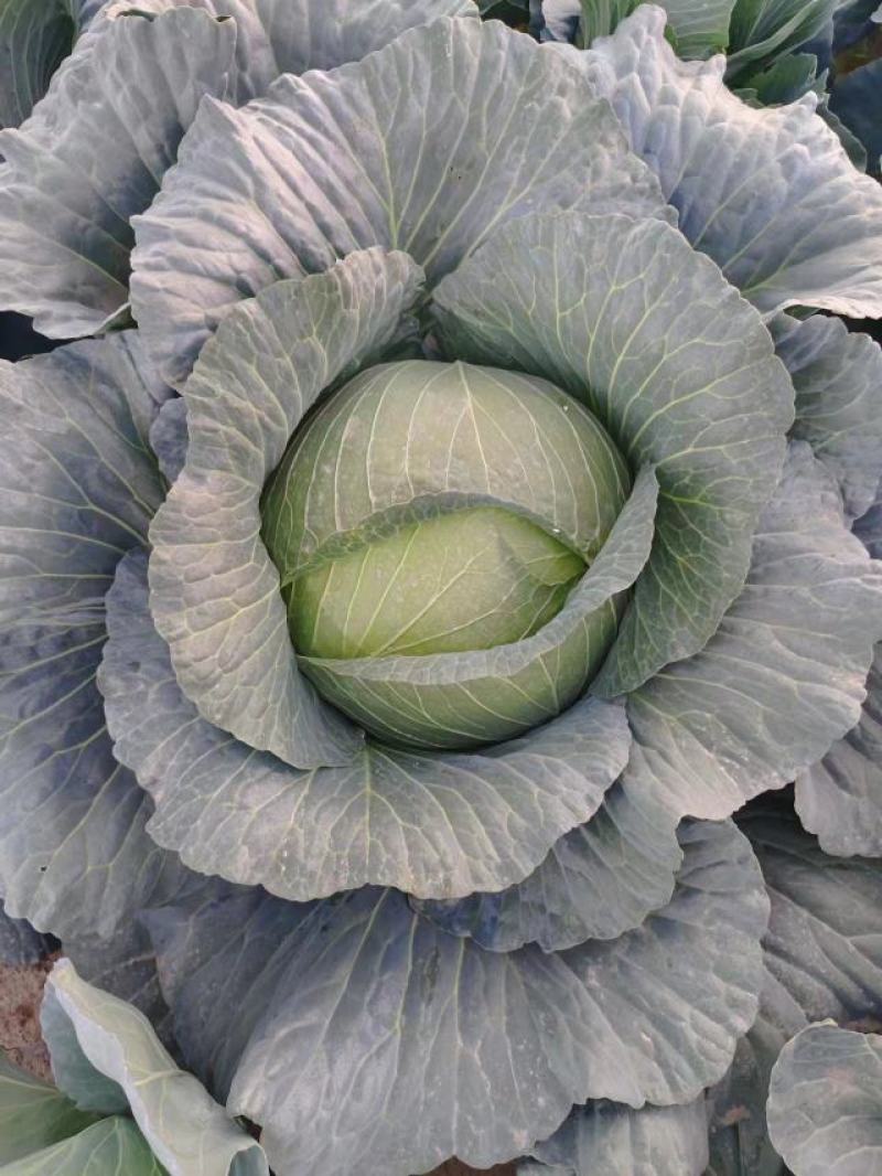 包包菜