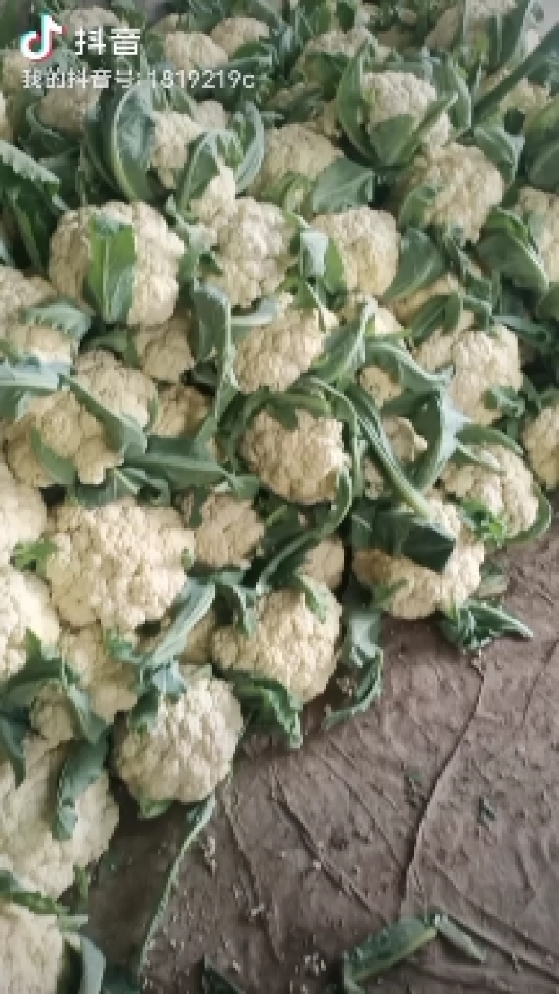 湖北天门青梗白面松花菜上市中个头大颜色白无黑点杂质有网袋