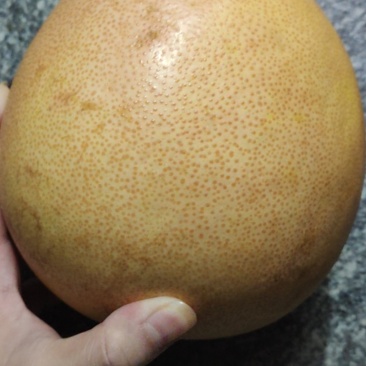 三红柚子
