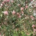 【热卖】山西苹果-红富士苹果万荣苹果冰糖心晚熟纸加膜富土