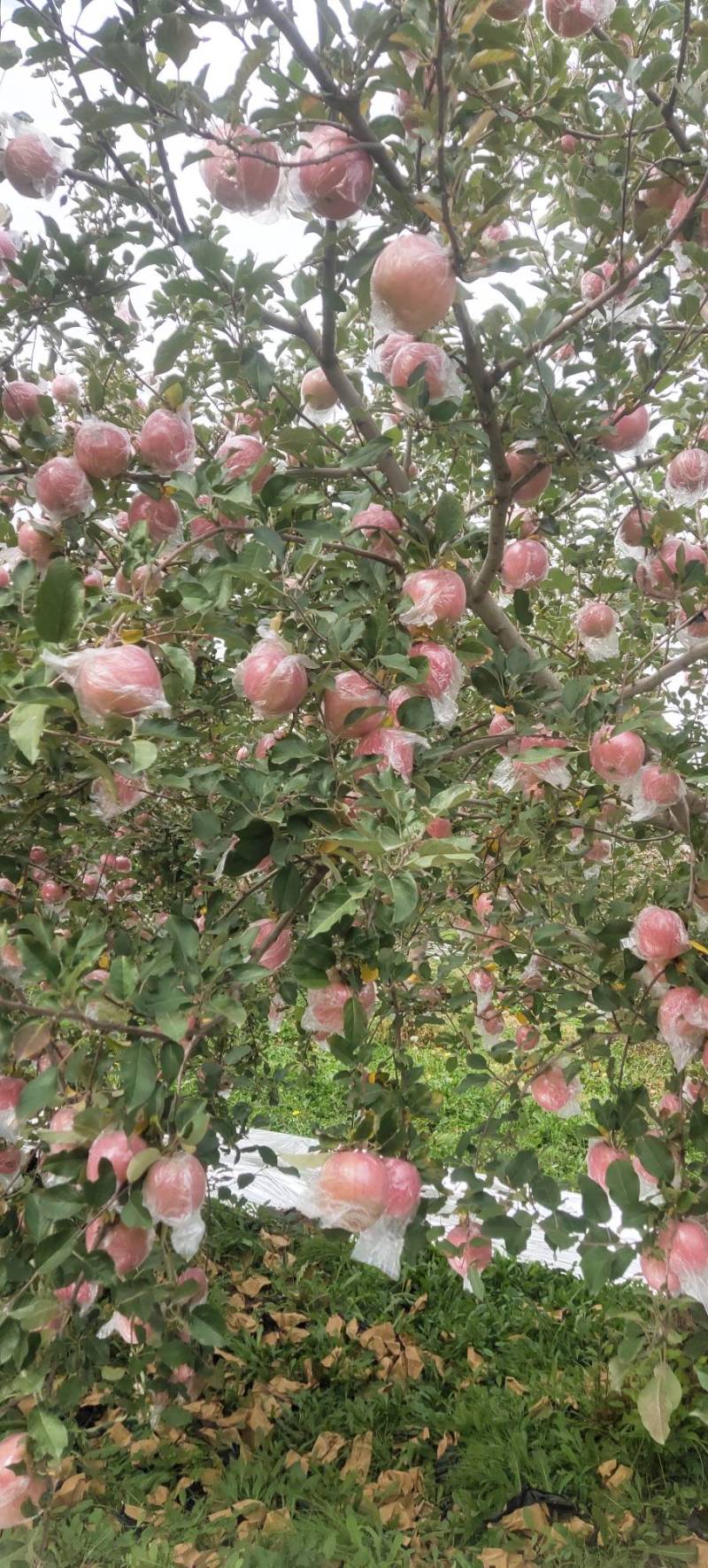 【热卖】山西苹果-红富士苹果万荣苹果冰糖心晚熟纸加膜富土