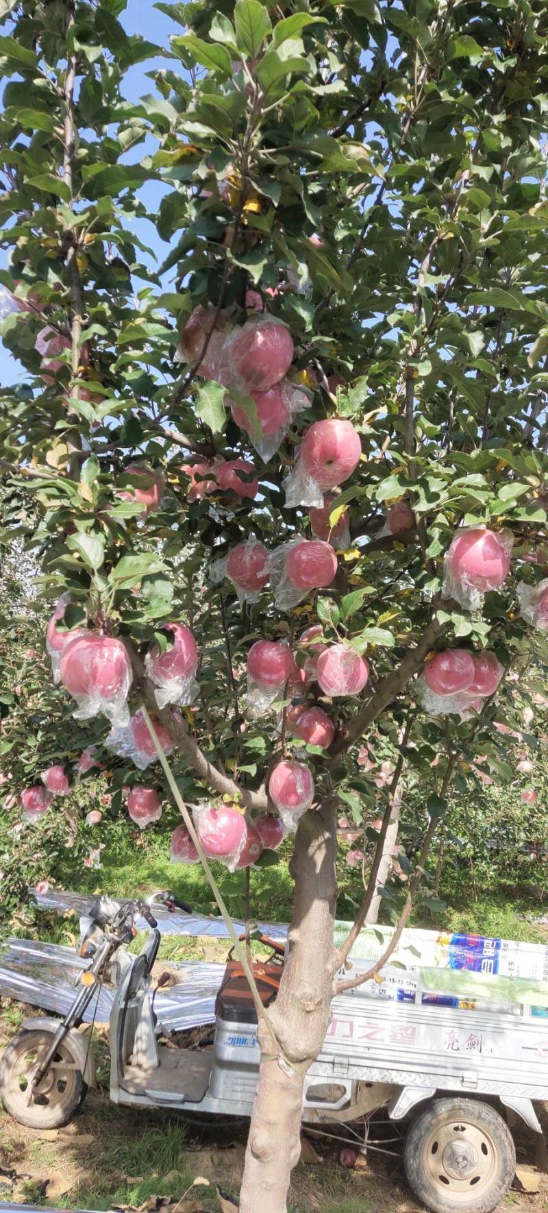 【热卖】山西苹果-红富士苹果万荣苹果冰糖心晚熟纸加膜富土