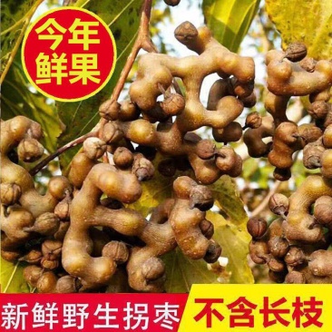 湖北野生拐枣批发一件代发酒厂对接量大价低货源稳定供应