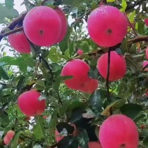 千秋苹果，条红