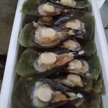 带子，半壳