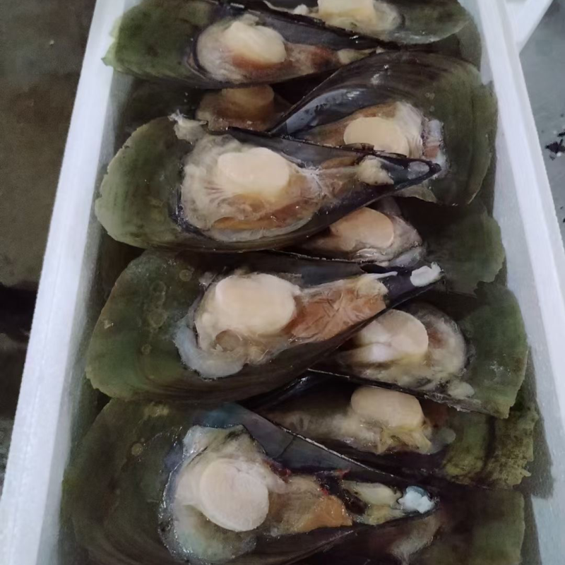 带子，半壳