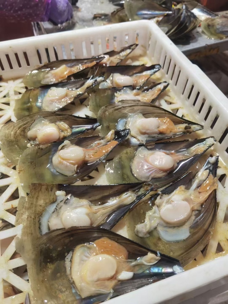带子，半壳