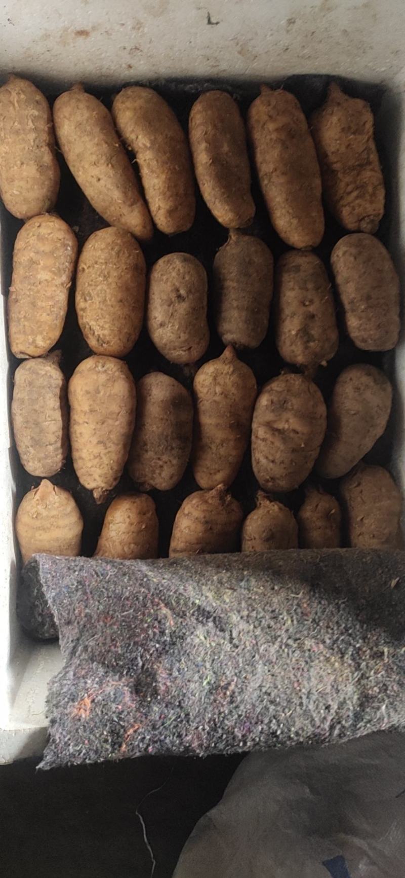 新鲜天麻冬麻养生药膳食疗药食两用现采现发