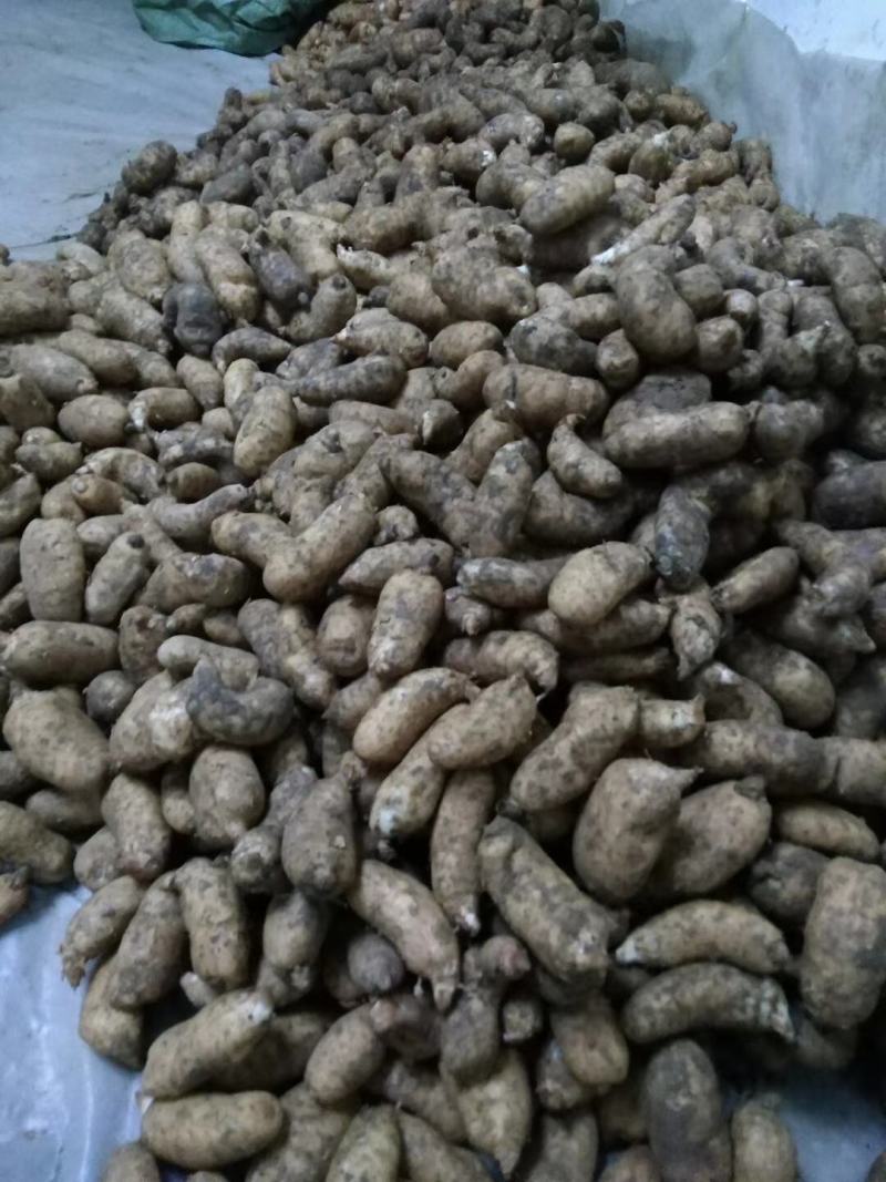 新鲜天麻冬麻养生药膳食疗药食两用现采现发
