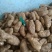 新鲜天麻冬麻养生药膳食疗药食两用现采现发