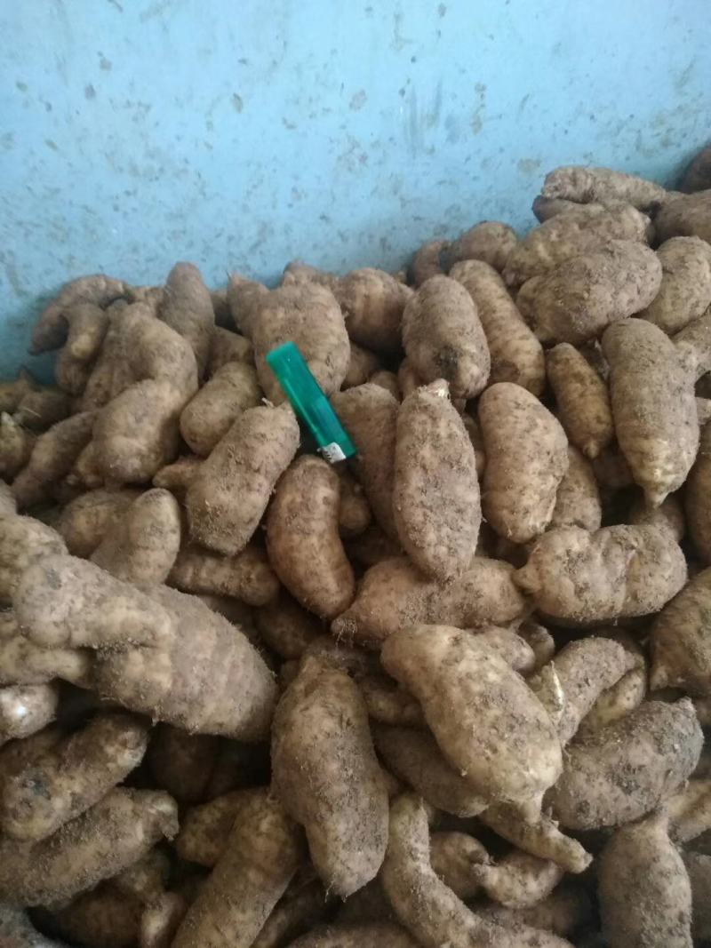 新鲜天麻冬麻养生药膳食疗药食两用现采现发