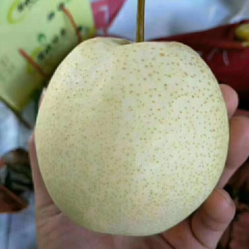酥梨